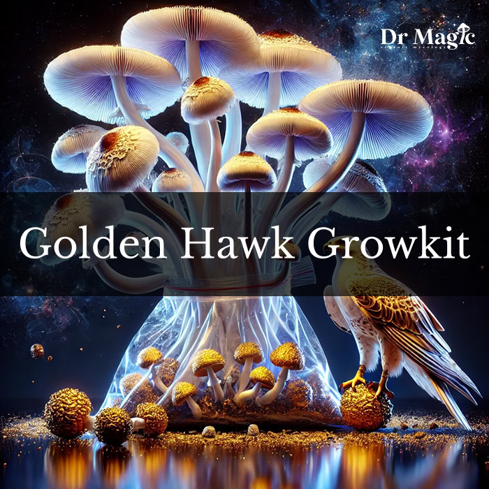 Golden Hawk to wyjątkowy zestaw do obserwacji grzybni Psilocybe cubensis, będący hybrydą dwóch popularnych odmian: Golden Teacher i Penis Envy. Stworzony przez MagicMyco, łączy w sobie najlepsze cechy obu szczepów – szybkość kolonizacji, odporność na zakażenia oraz wysoką zawartość psylocybiny.