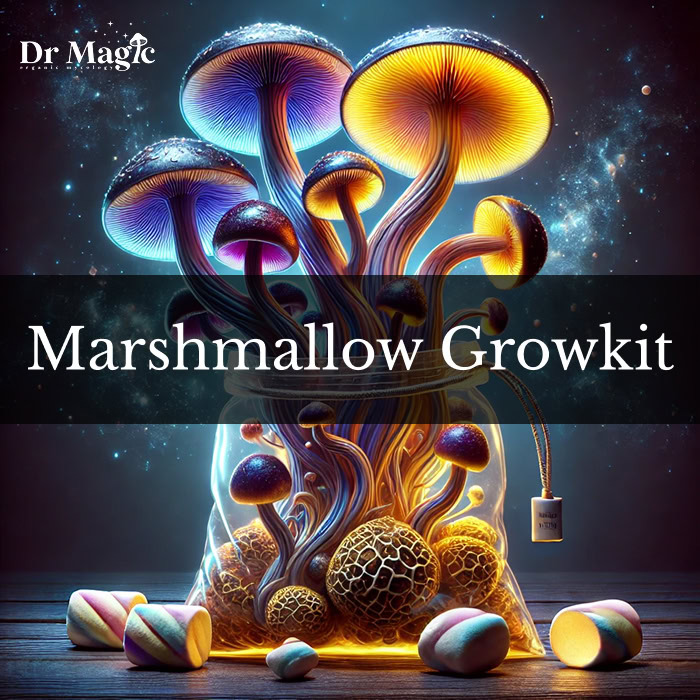 Marshmallow Growkit to limitowana edycja zestawu do uprawy grzybów psylocybinowych typu Psilocybe cubensis (odmiana Qubit).