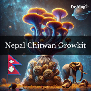 Nepal Chitwan Growkit to zestaw do hodowli grzybów psylocybinowych (Psilocybe cubensis), oparty na szczepie odkrytym w Parku Narodowym Chitwan u podnóża Himalajów.