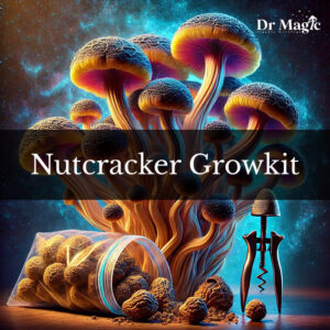 Nutcracker Growkit to zaawansowany zestaw do obserwacji rozwoju grzybni Psilocybe cubensis, stworzony na bazie unikatowej odmiany albinotycznej wywodzącej się z True Albino Teacher.